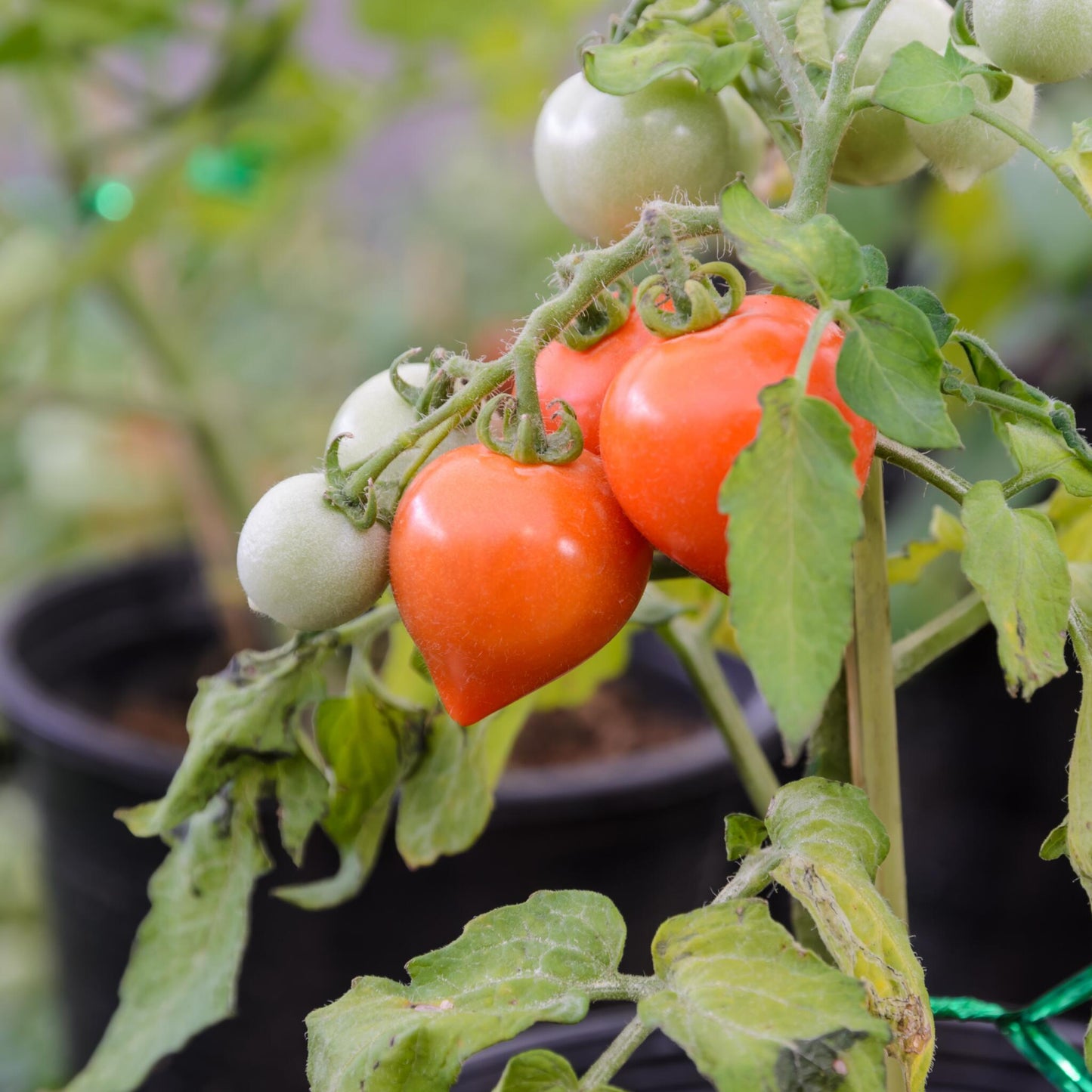 Tomatera - 6 Pzs - Lycopersicon 'heartbreaker' - Altura 20-30cm - ⌀105cm_3