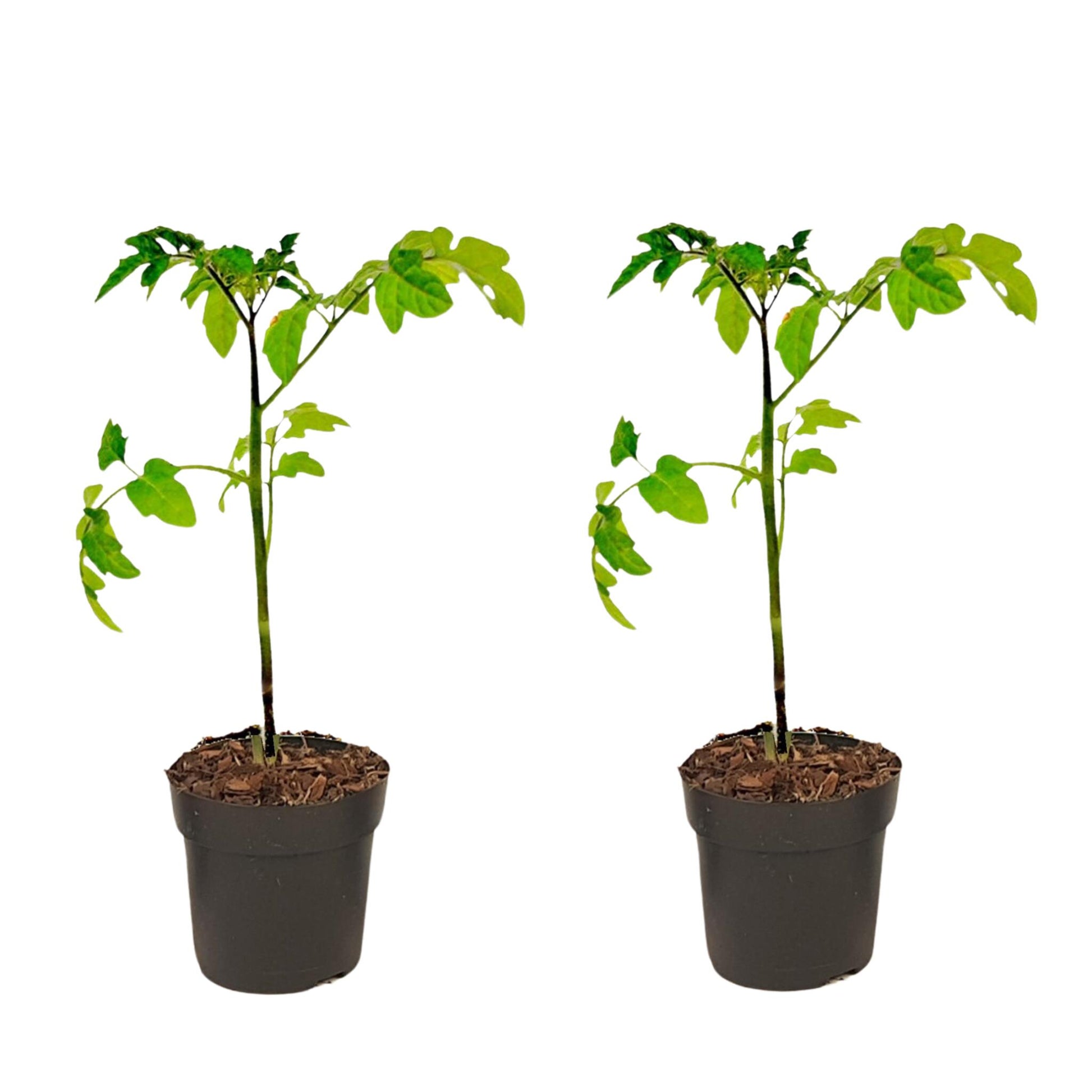 Tomatillo De Patente - 2 Pzs - Solanum 'tomtato' - Altura 25-40cm - ⌀105cm_0