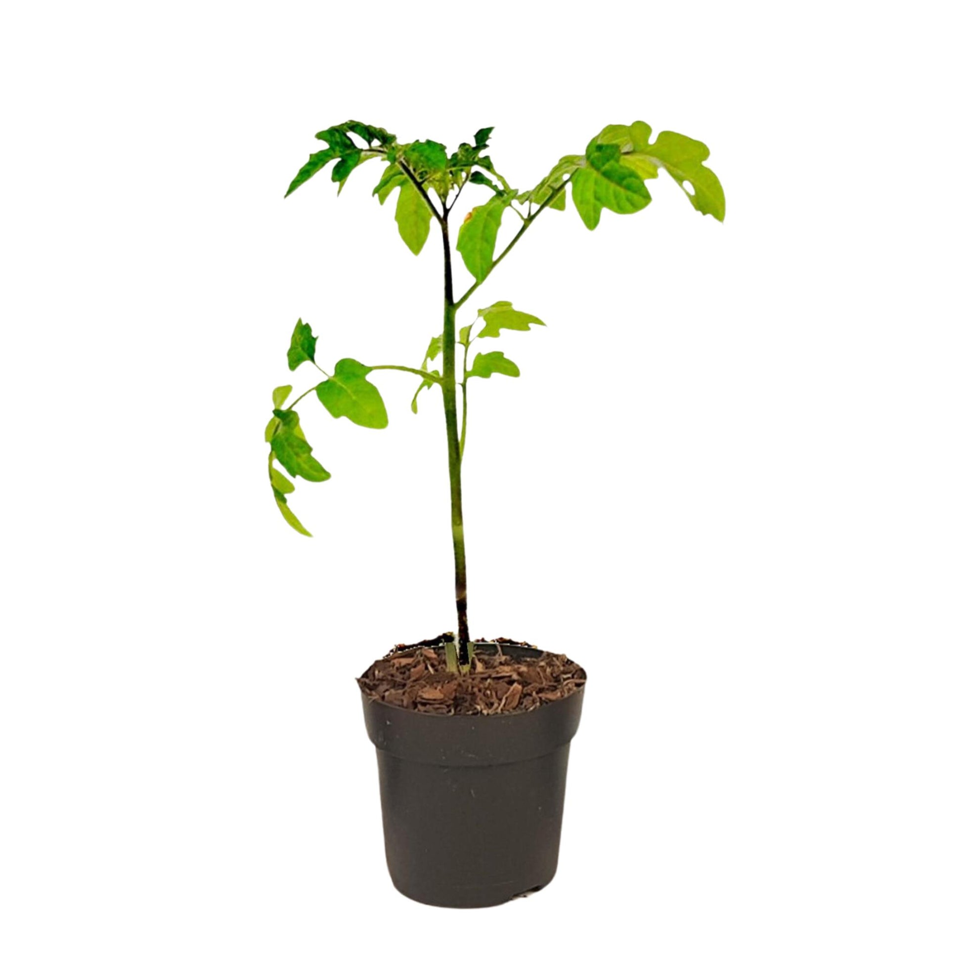 Tomatillo De Patente - Solanum 'tomtato' - Altura 25-40cm - ⌀105cm_0