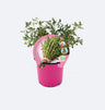 Tomilho Em Vaso 10,5 Cm. Natural - Fitoralia