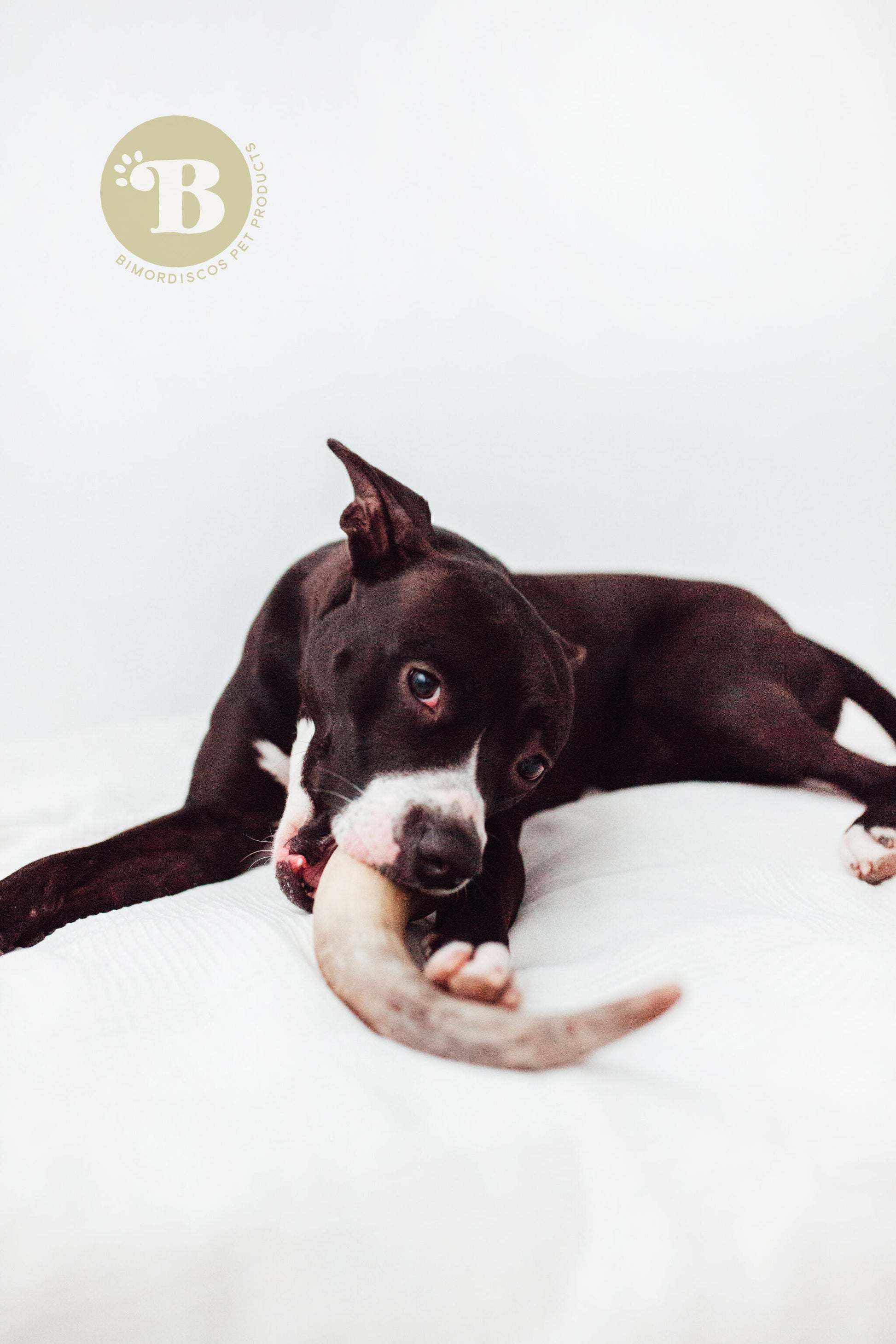 Bimordiscos Cuerno De Vaca / Toro Para Perros Pack. 2 X M_1