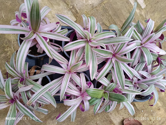 Tradescantia Pink Stripes Planta De Interior Ø10_0