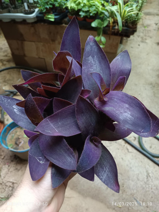Tradescantia Purpura Morada Colgante Ø8_0