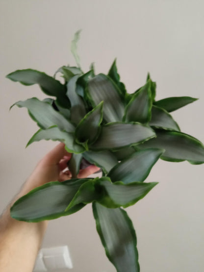 Tradescantia Silver 12 Cms Planta Interior_1