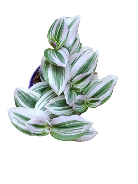 Tradescantia White Ø8 Cm Planta De Interior Colgante_0