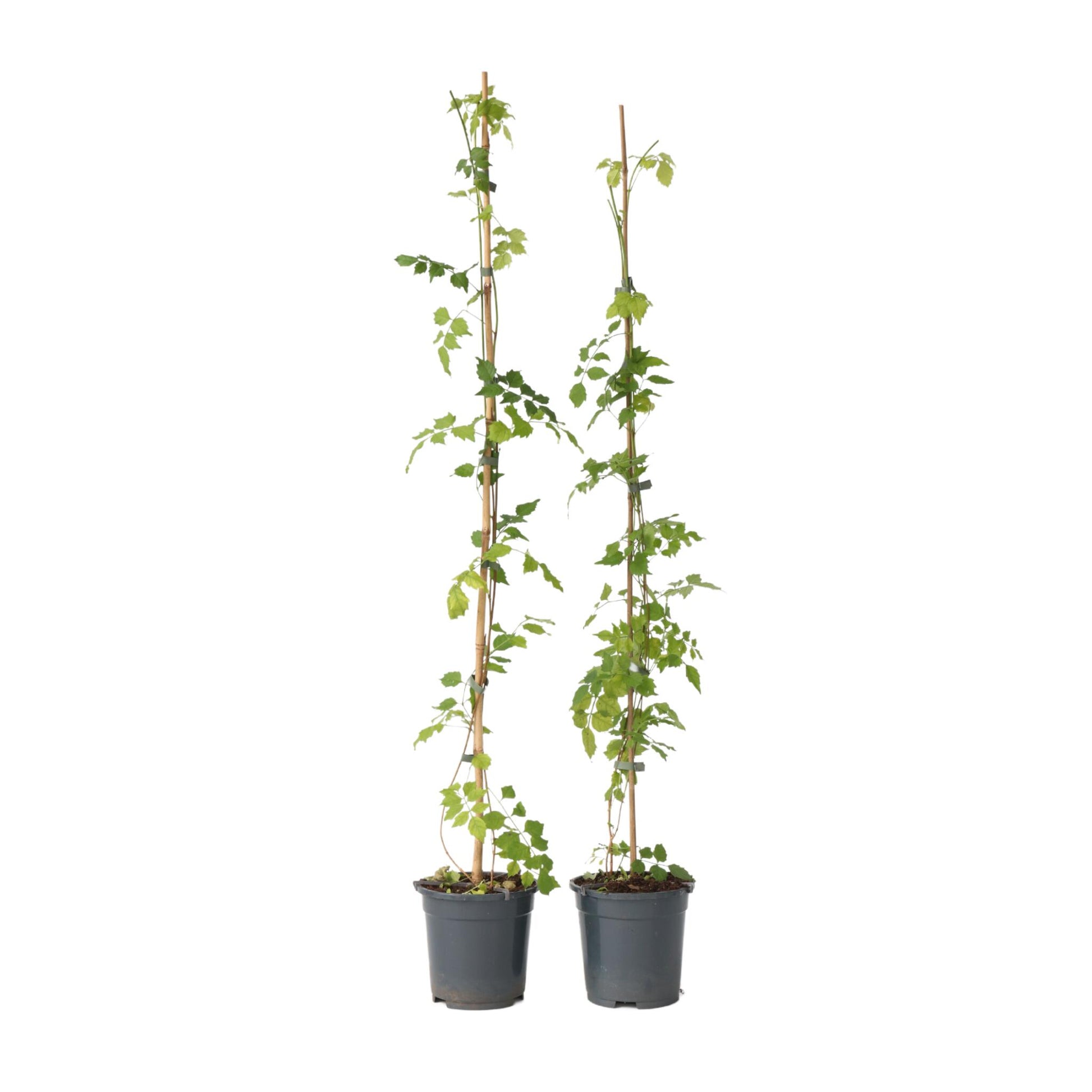 Trompeta Dorada - 2 Pzs - Campsis Radicans - Altura 110-120cm - ⌀17cm_0