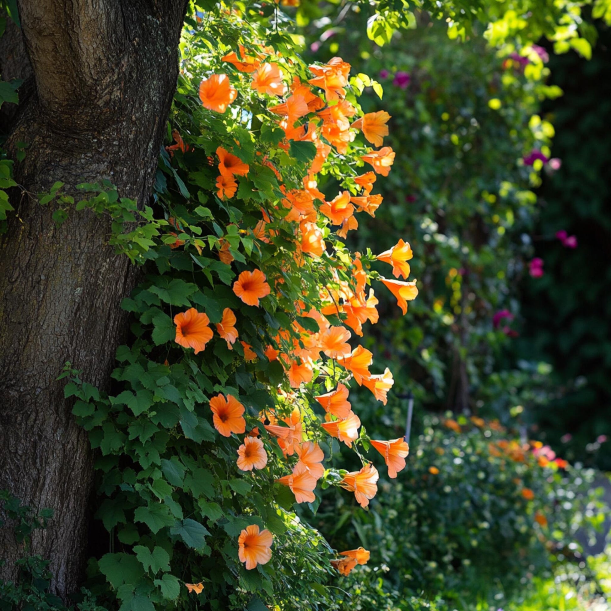 Trompeta Dorada - 2 Pzs - Campsis Radicans - Altura 110-120cm - ⌀17cm_1