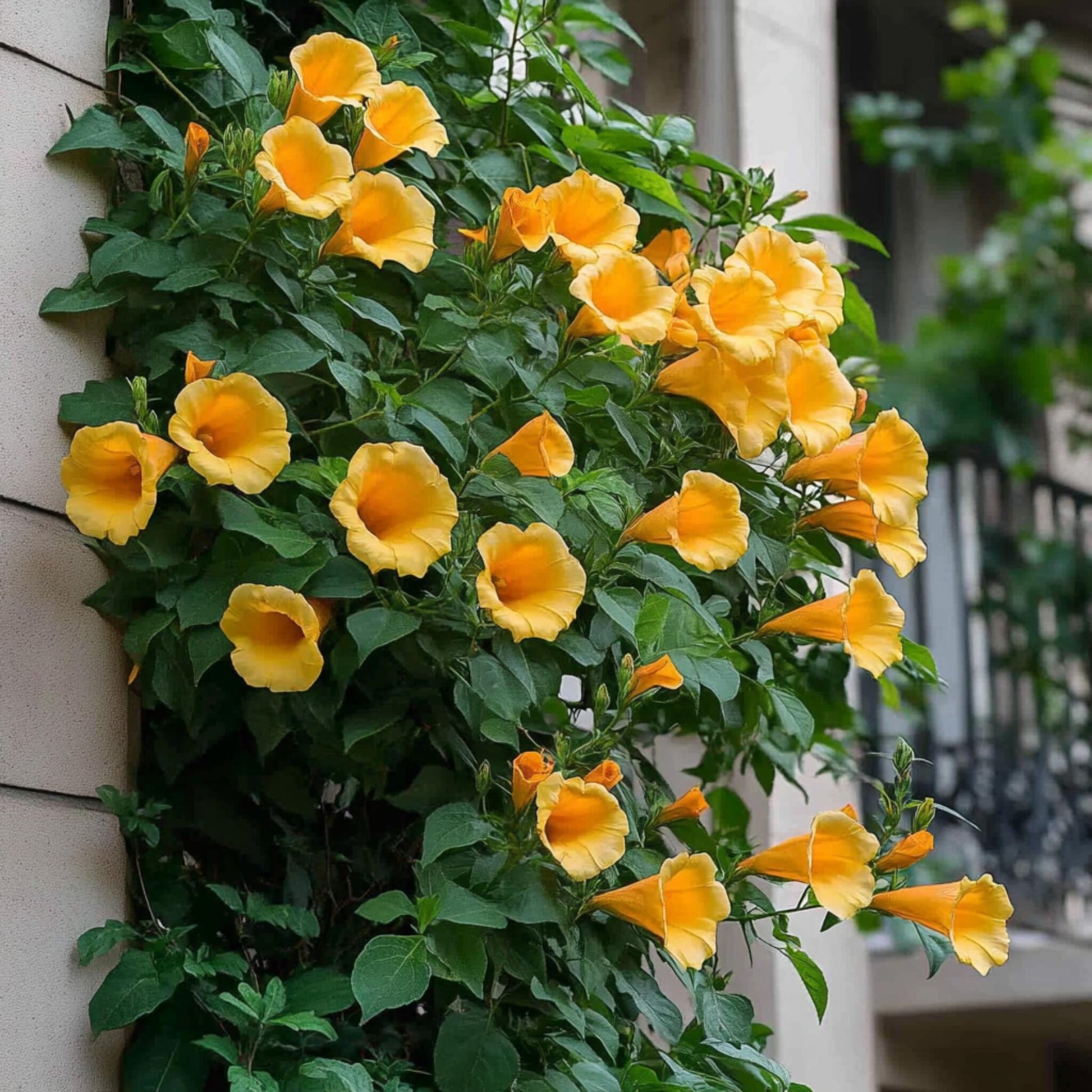 Trompeta Dorada - Campis Radicans 'flava' - Altura 110-120cm - ⌀17cm_1