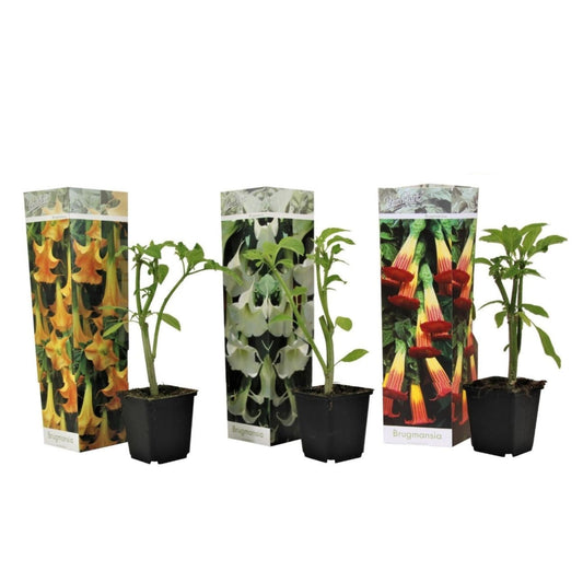 Trompetera - 3 Pzs - Brugmansia - Altura 25-40cm - ⌀9cm_0