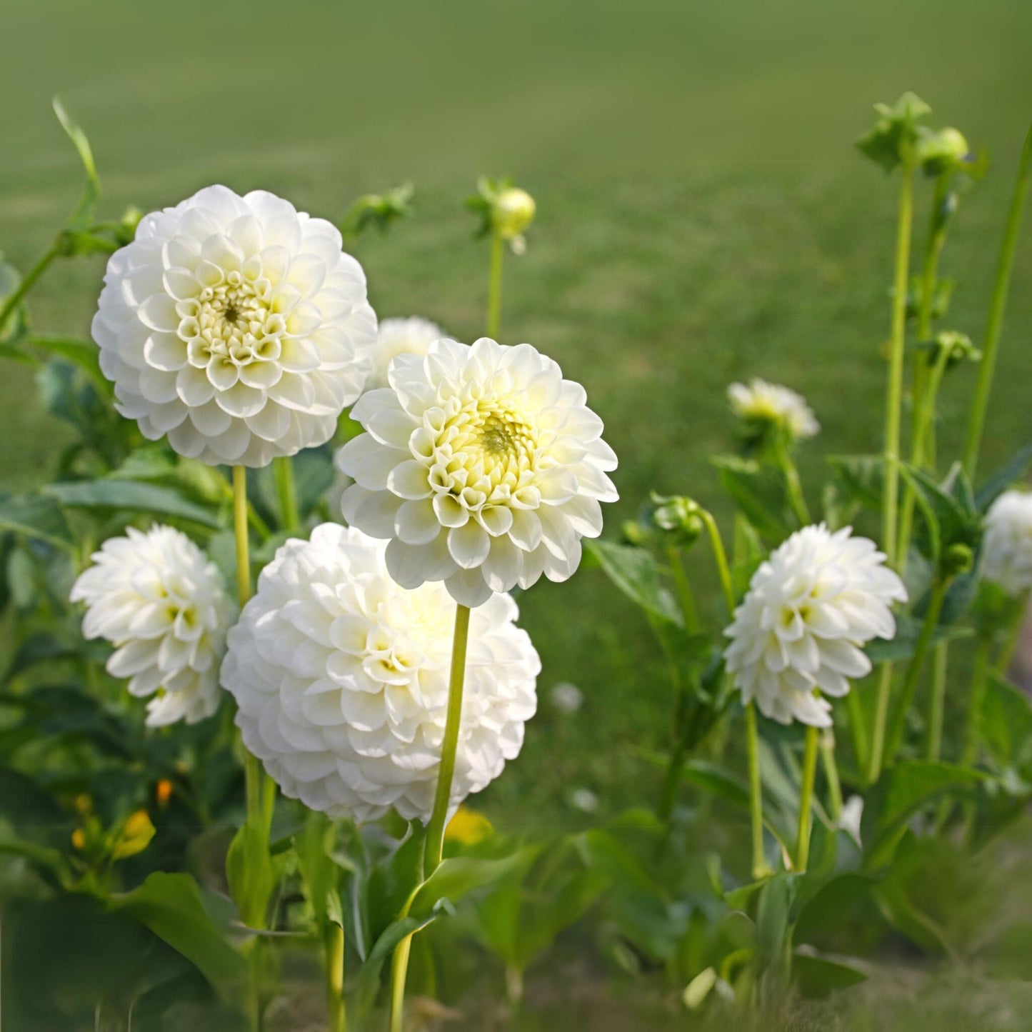 Tubérculos De Dalia - 3 Pzs - Dahlia 'boom Boom White' - Blanco_1