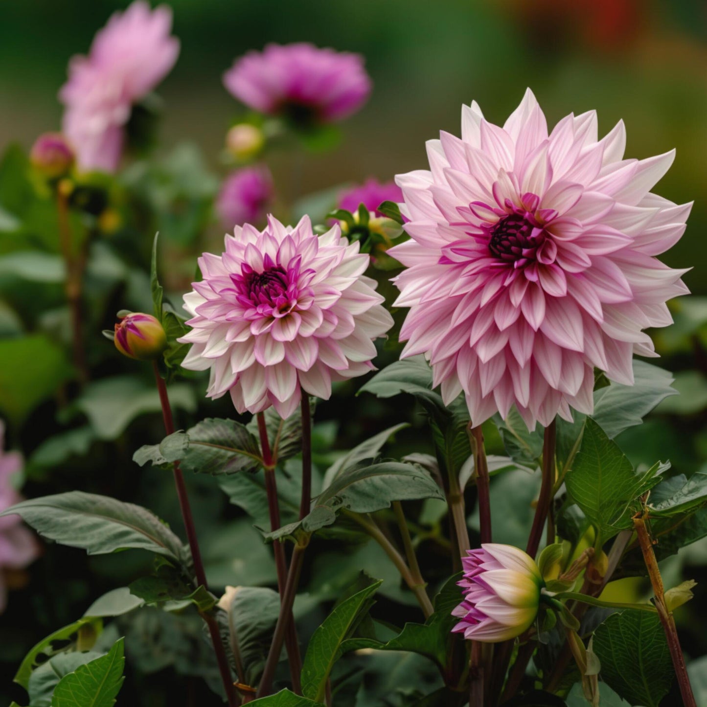 Tubérculos De Dalia - 3 Pzs - Dahlia 'café Au Lait Royal'_4