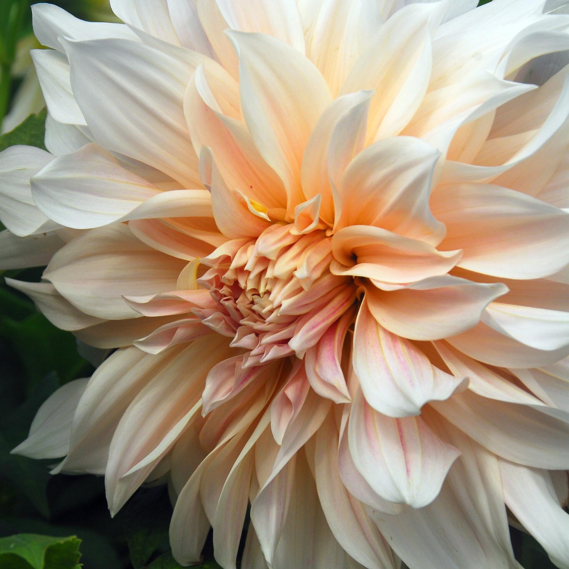 Tubérculos De Dalia - 3 Pzs - Dahlia 'café Au Lait'_3