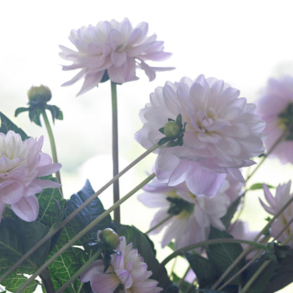 Tubérculos De Dalia - 3 Pzs - Dahlia 'diana's Memory'_1