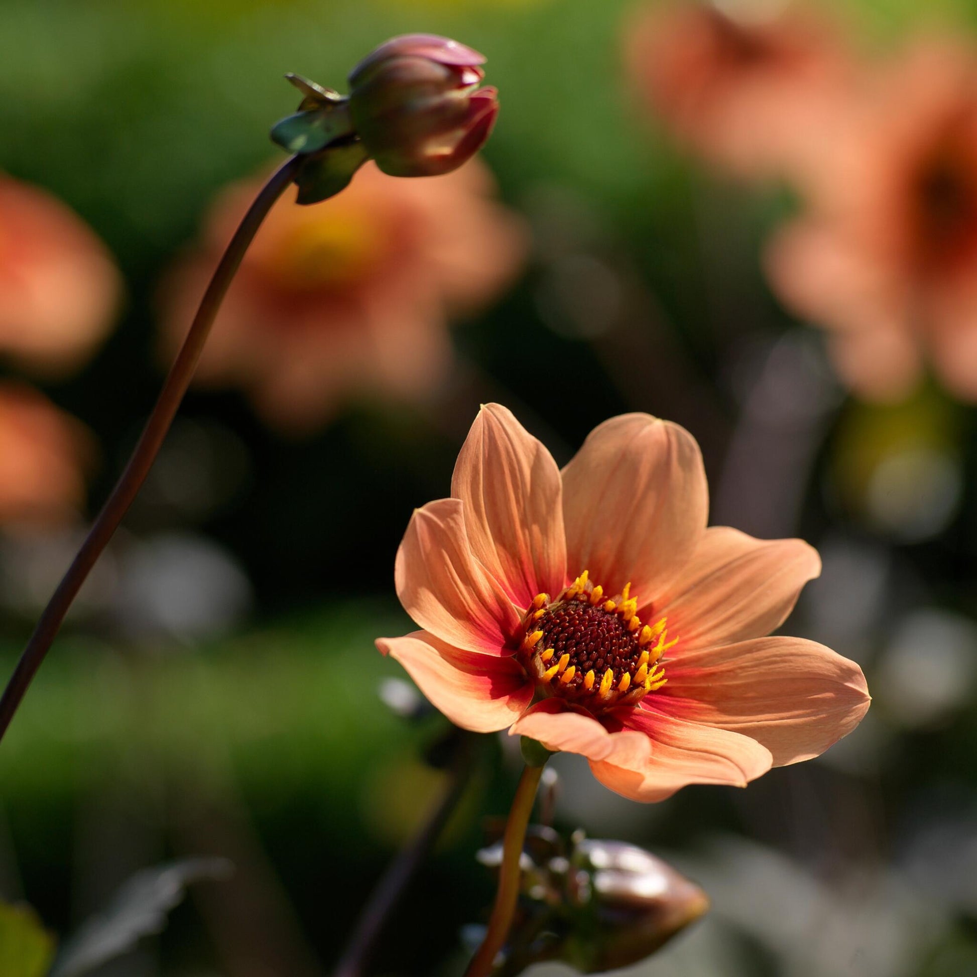 Tubérculos De Dalia - 3 Pzs - Dahlia 'happy Single'_1