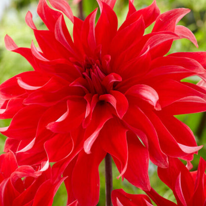 Tubérculos De Dalia - 3 Pzs - Dahlia 'labyrinth Red' - Rojo_3