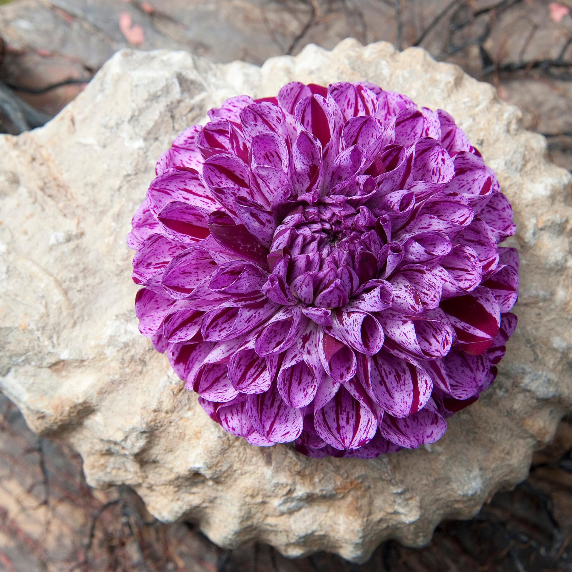 Tubérculos De Dalia - 3 Pzs - Dahlia 'marble Ball' - Púrpura_1