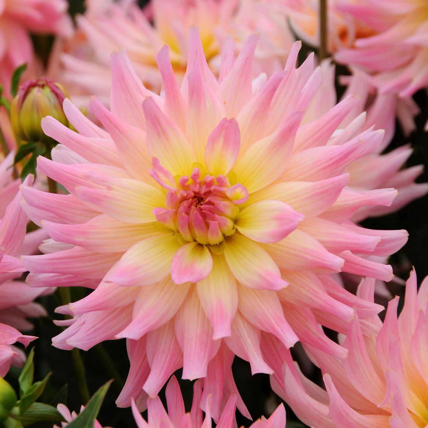 Tubérculos De Dalia - 3 Pzs - Dahlia 'melody Gipsy'_1