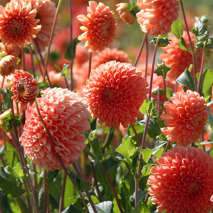 Tubérculos De Dalia - 3 Pzs - Dahlia 'sylvia' - Naranja_1