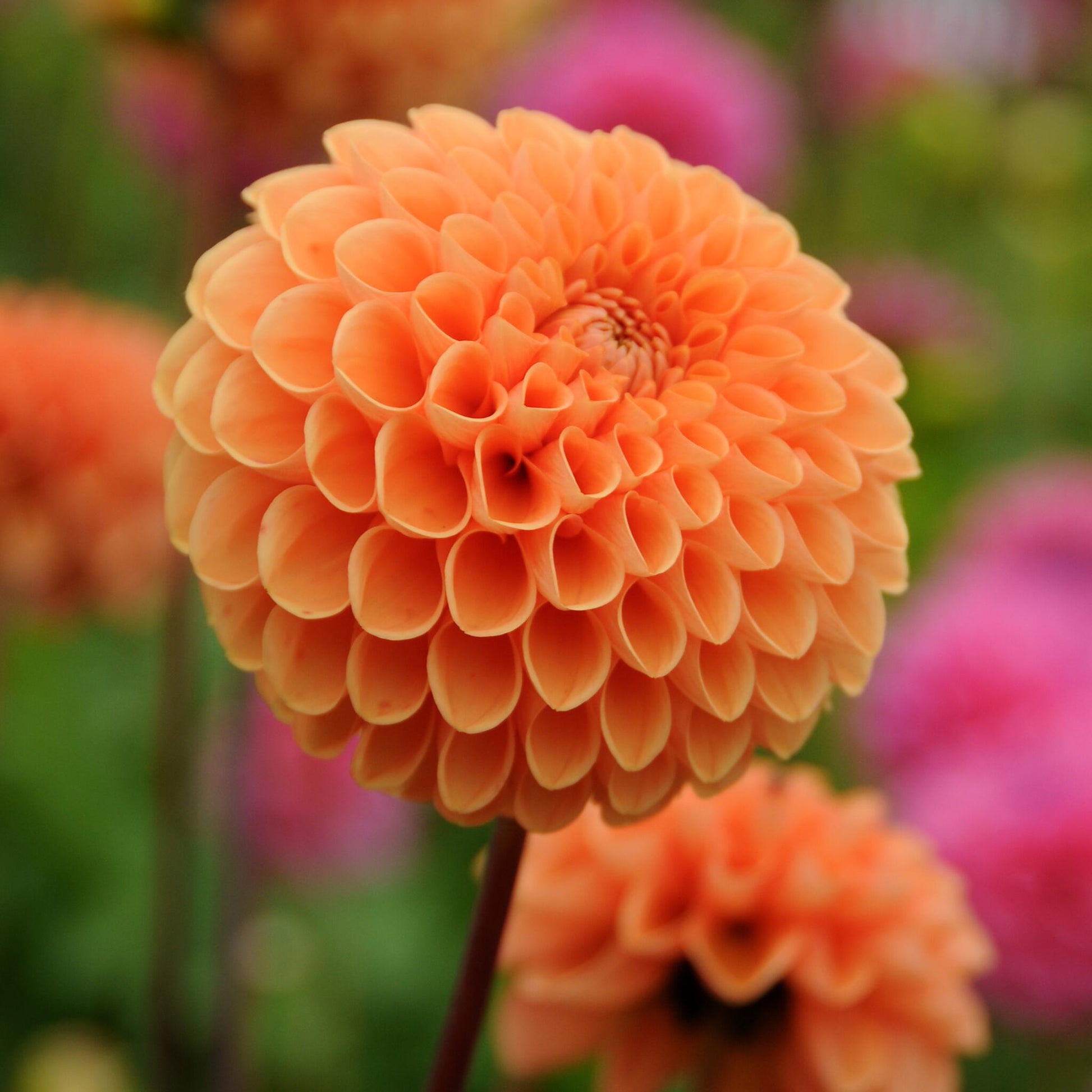 Tubérculos De Dalia - 3 Pzs - Dahlia 'sylvia' - Naranja_3