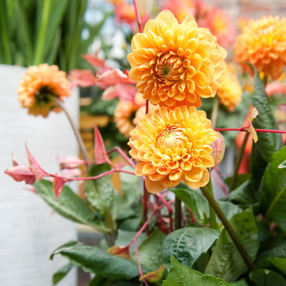 Tubérculos De Dalia - 3 Pzs - Dahlia 'sylvia' - Naranja_4