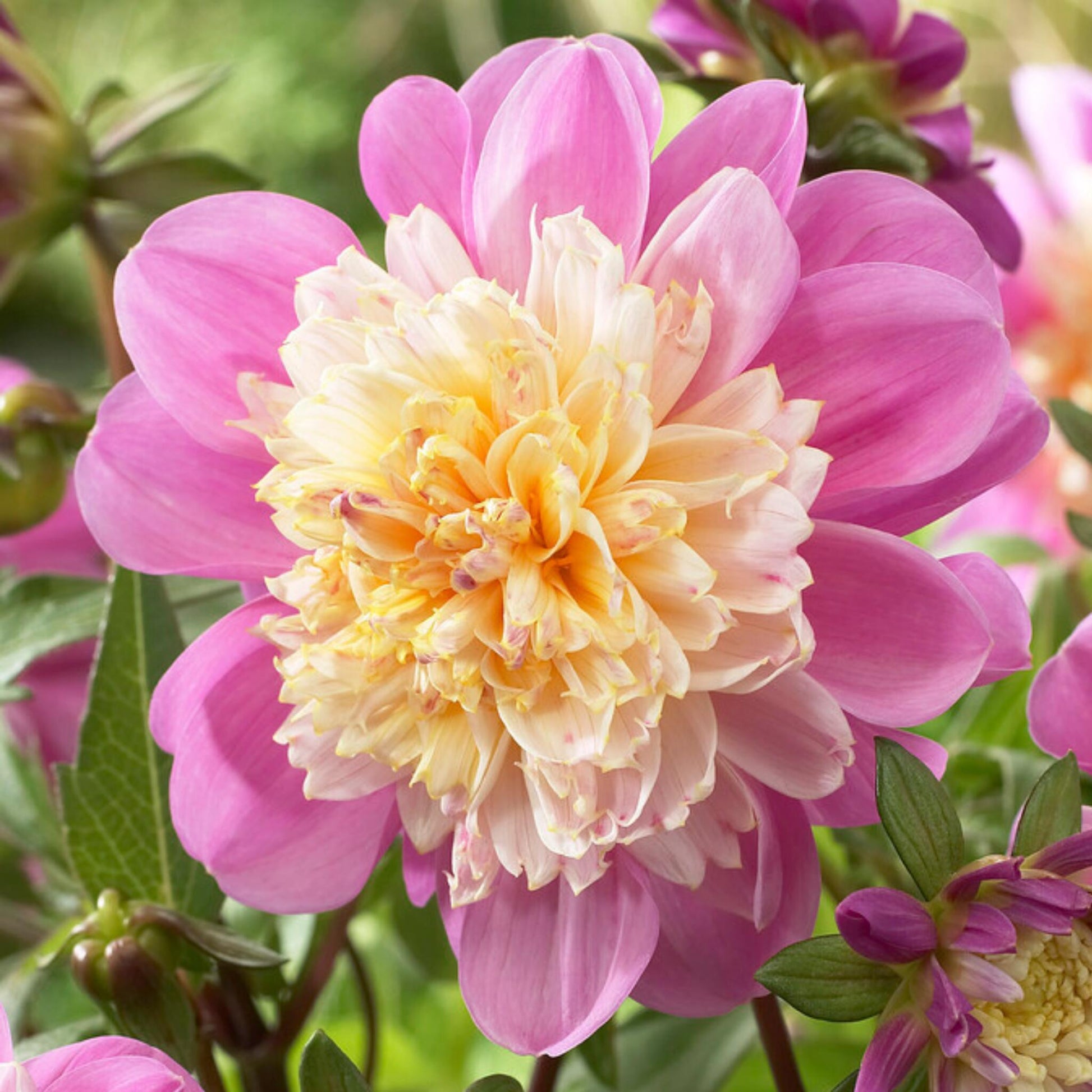 Tubérculos De Dalia - 3 Pzs - Dahlia 'take Off' - Rosa_3