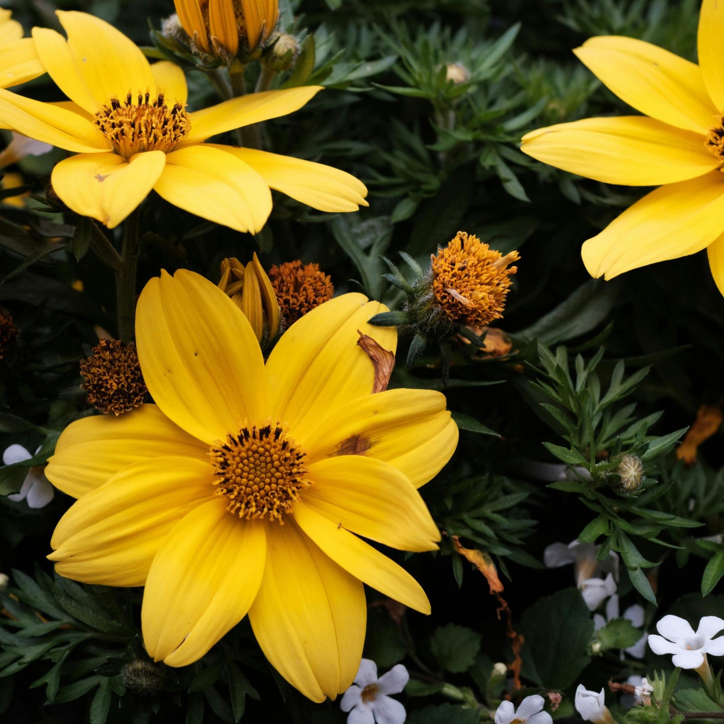 Tubérculos De Dalia - 3 Pzs - Dahlia 'topmix'_3