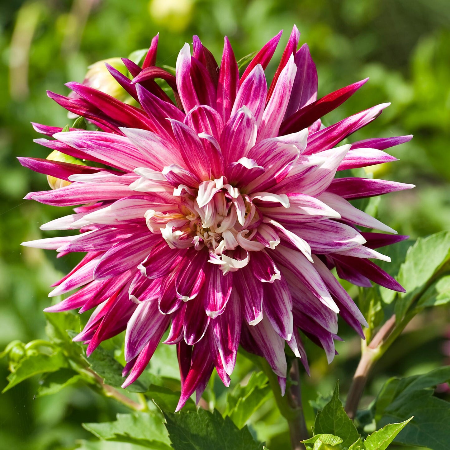 Tubérculos De Dalia - 3 Pzs - Dahlia 'vancouver' - Rosa_1