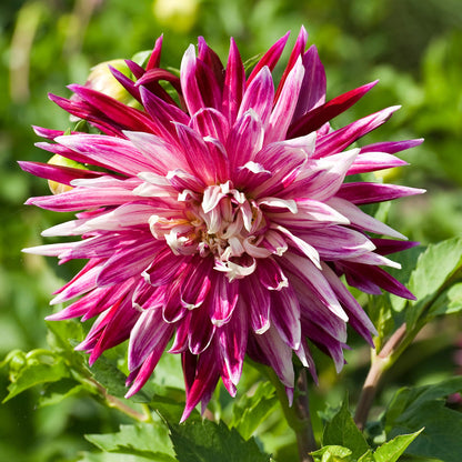 Tubérculos De Dalia - 3 Pzs - Dahlia 'vancouver' - Rosa_1