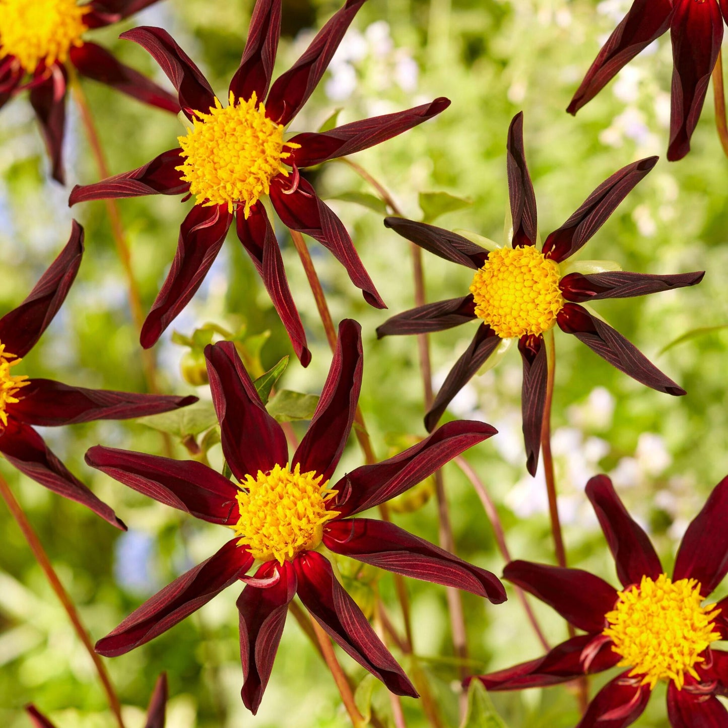 Tubérculos De Dalia - 3 Pzs - Dahlia 'verrone's Obsidian'_1