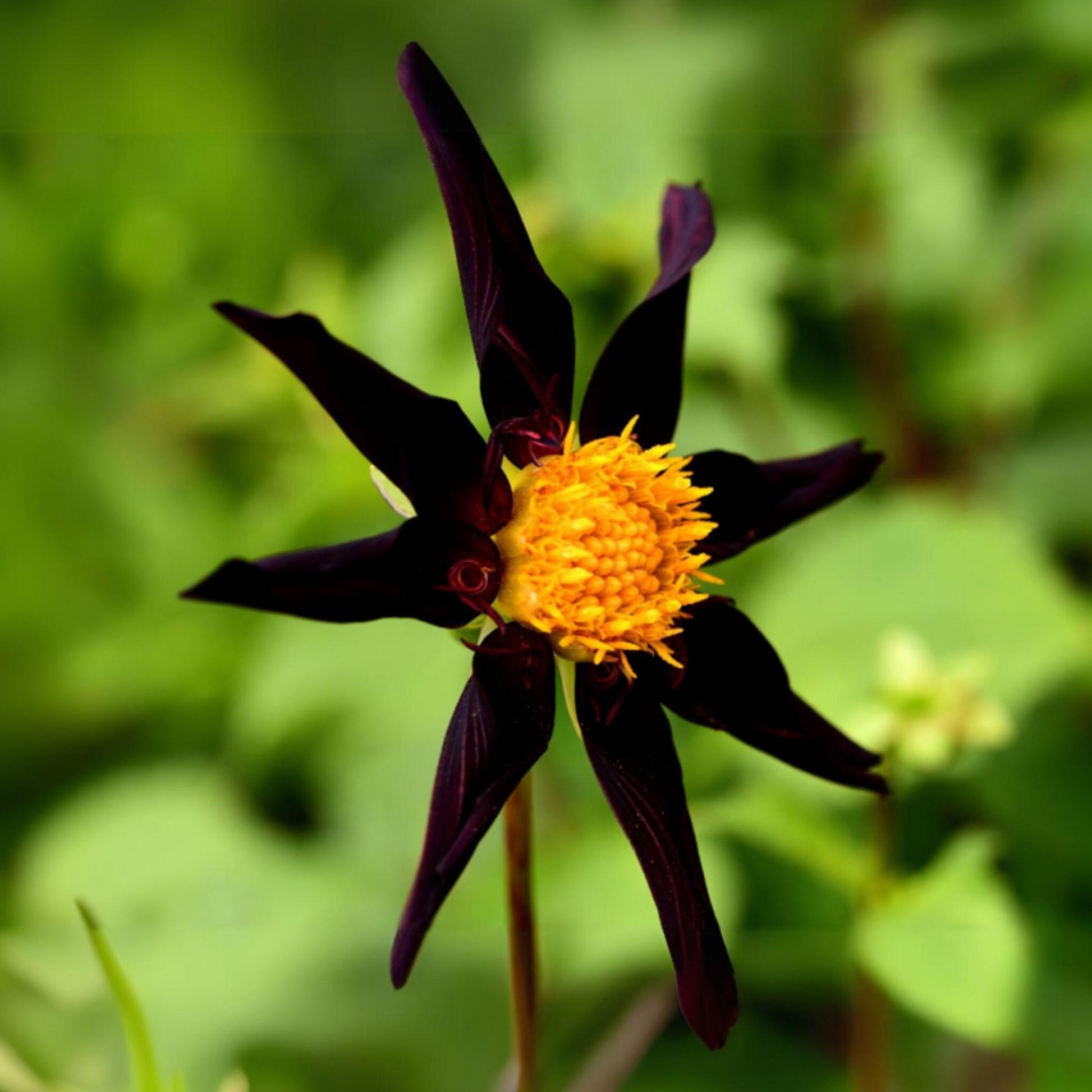 Tubérculos De Dalia - 3 Pzs - Dahlia 'verrone's Obsidian'_3