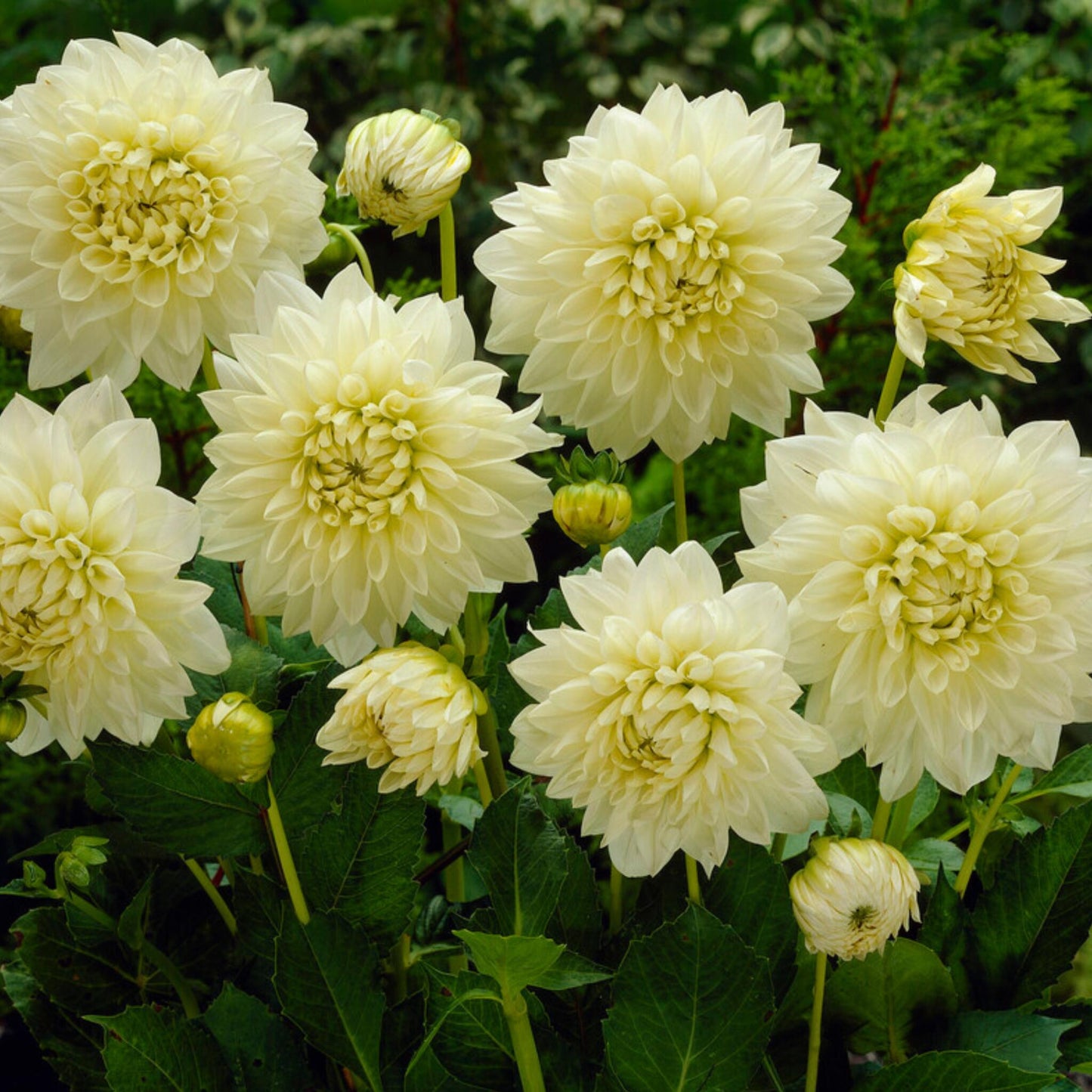 Tubérculos De Dalia - 3 Pzs - Dahlia 'white Perfection'_1