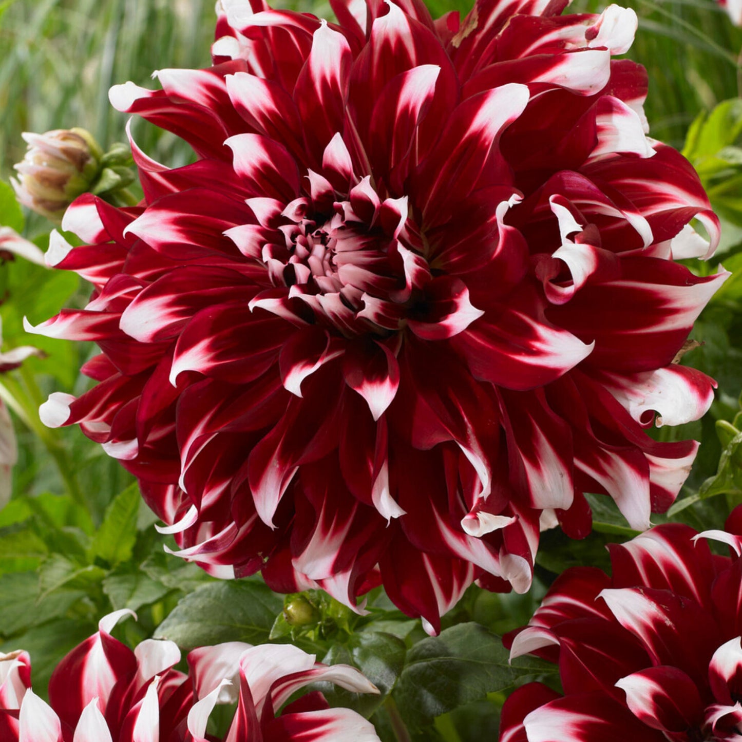 Tubérculos De Dalia - 3 Pzs - Dahlia 'x-factor'_3