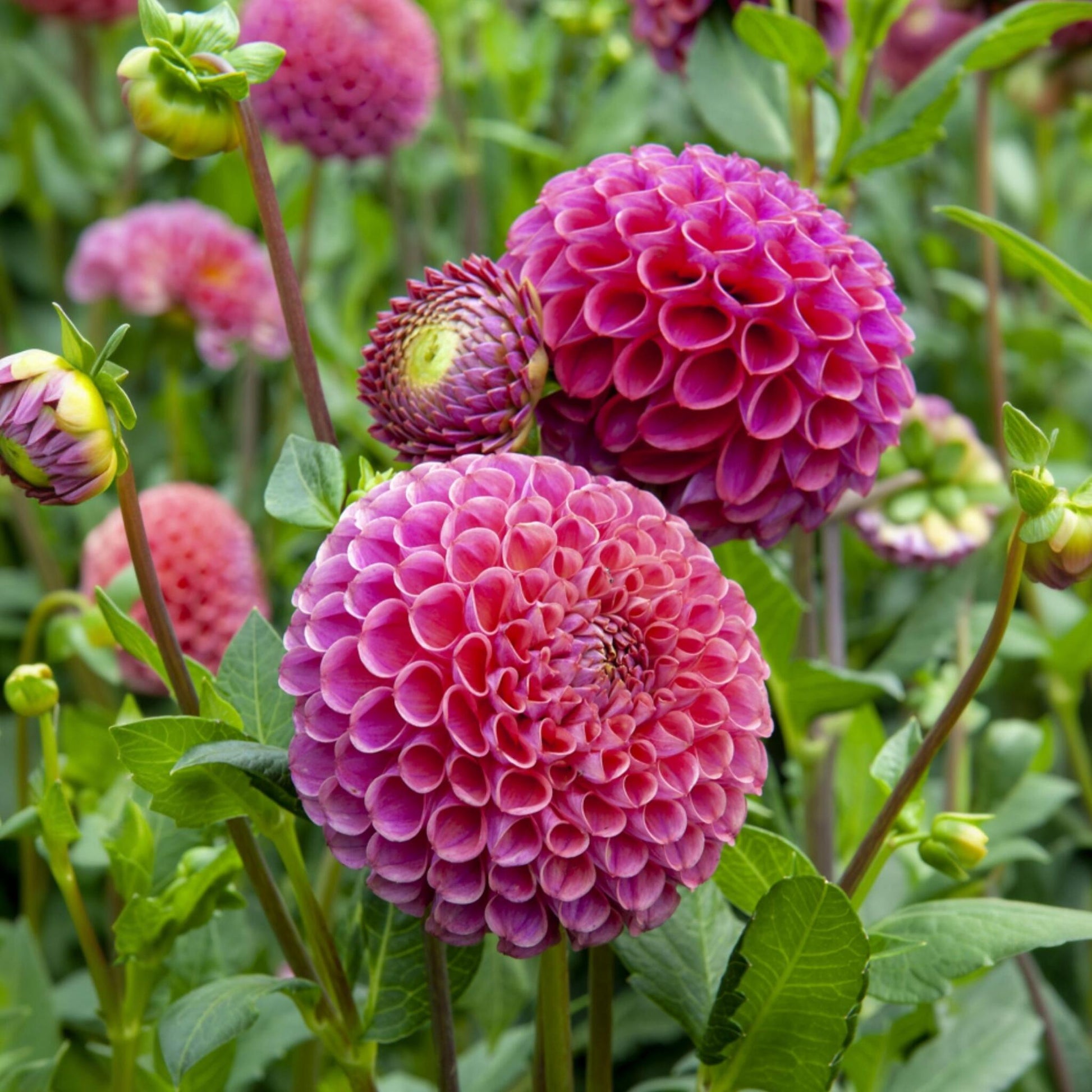 Tubérculos De Dalia - 4 Pzs - Dahlia 'bouqet Sunrise'_4
