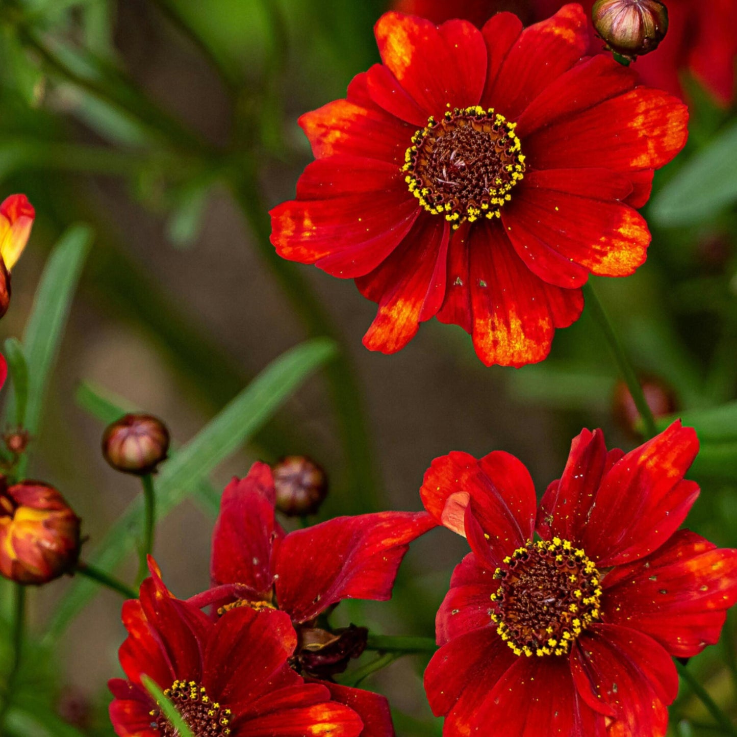 Tubérculos De Dalia - 5 Pzs - Dahlia 'sunset Mix' - Rojo_1