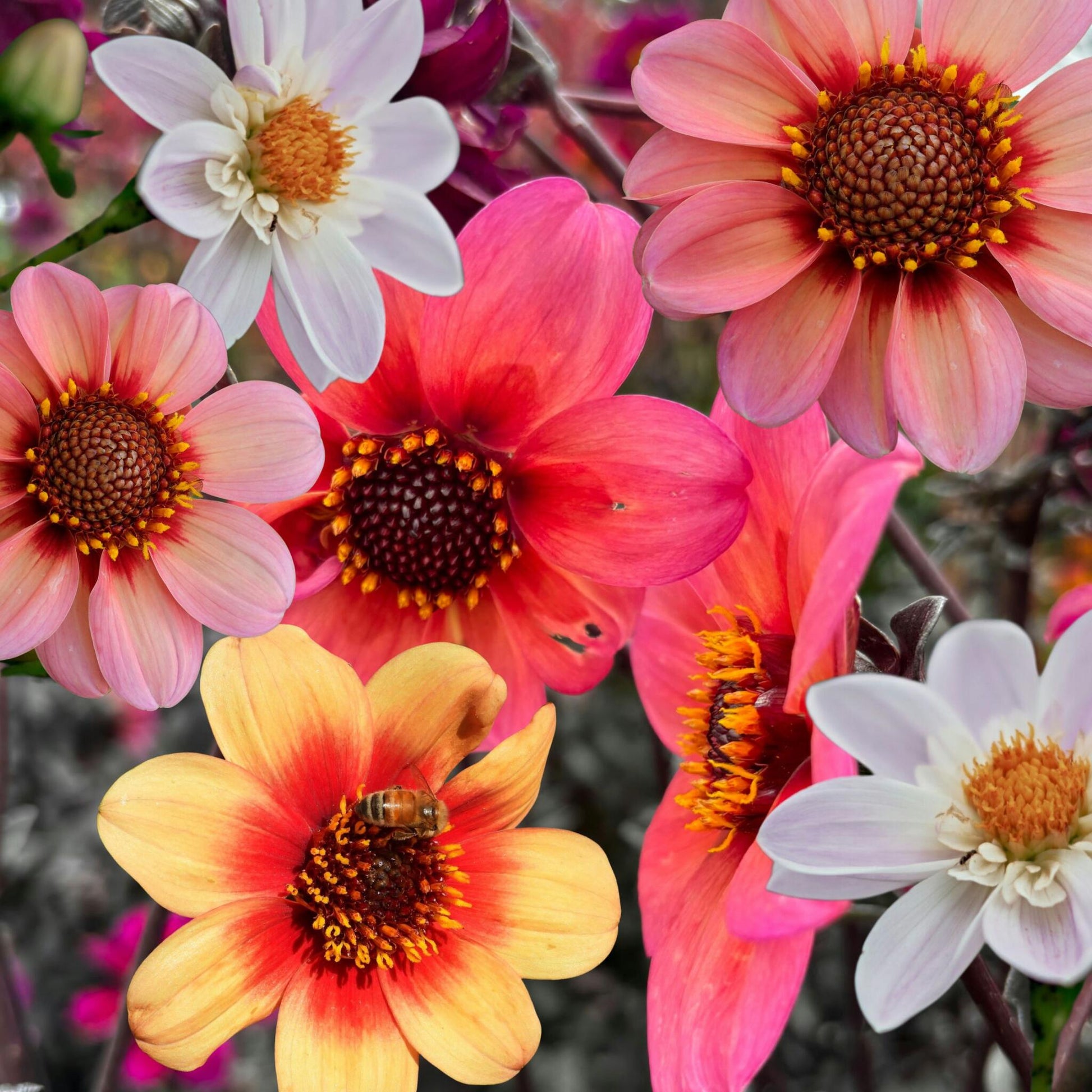 Tubérculos De Dalia - 6 Pzs - Dahlia 'happy Single Mix'_1