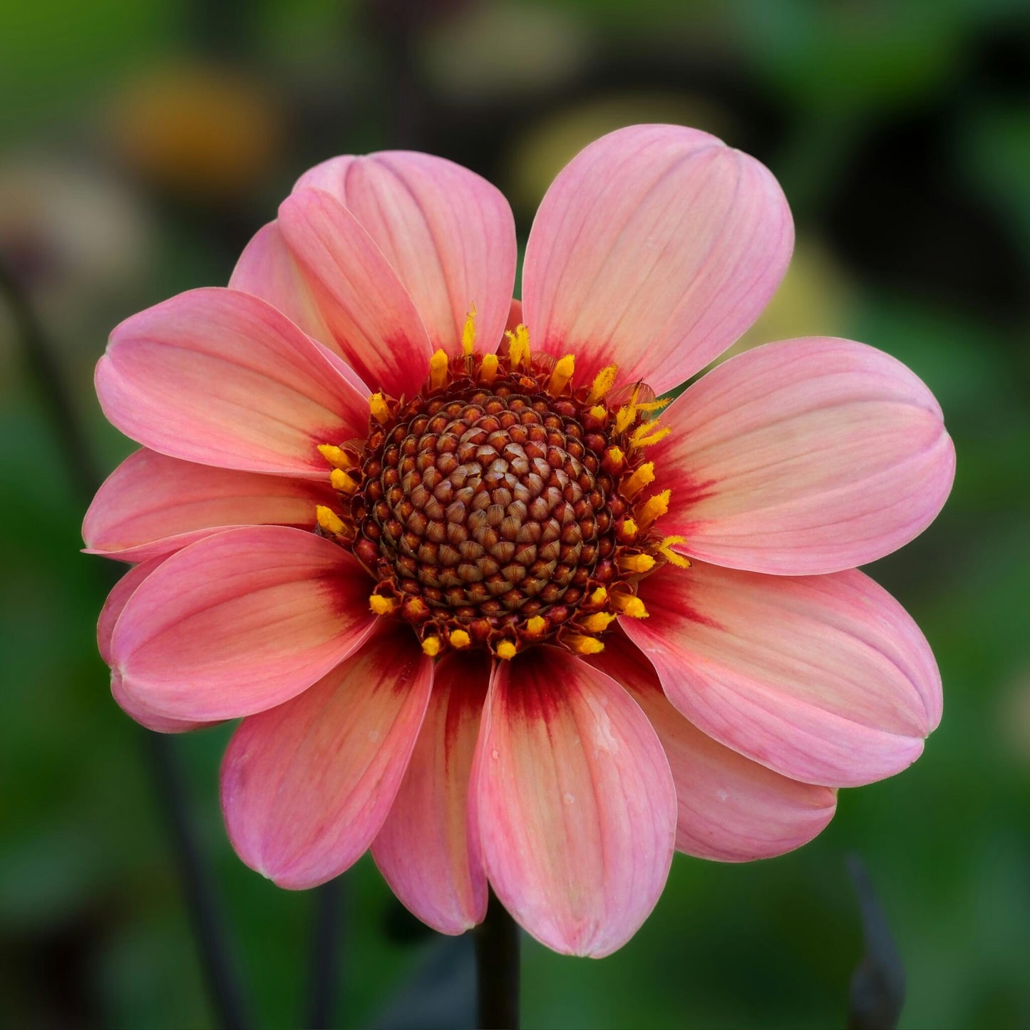 Tubérculos De Dalia - 6 Pzs - Dahlia 'happy Single Mix'_3