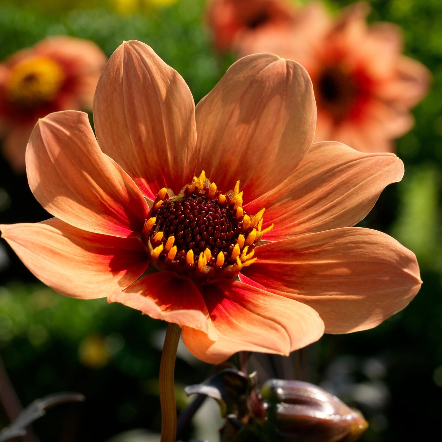 Tubérculos De Dalia - 6 Pzs - Dahlia 'happy Single'_3