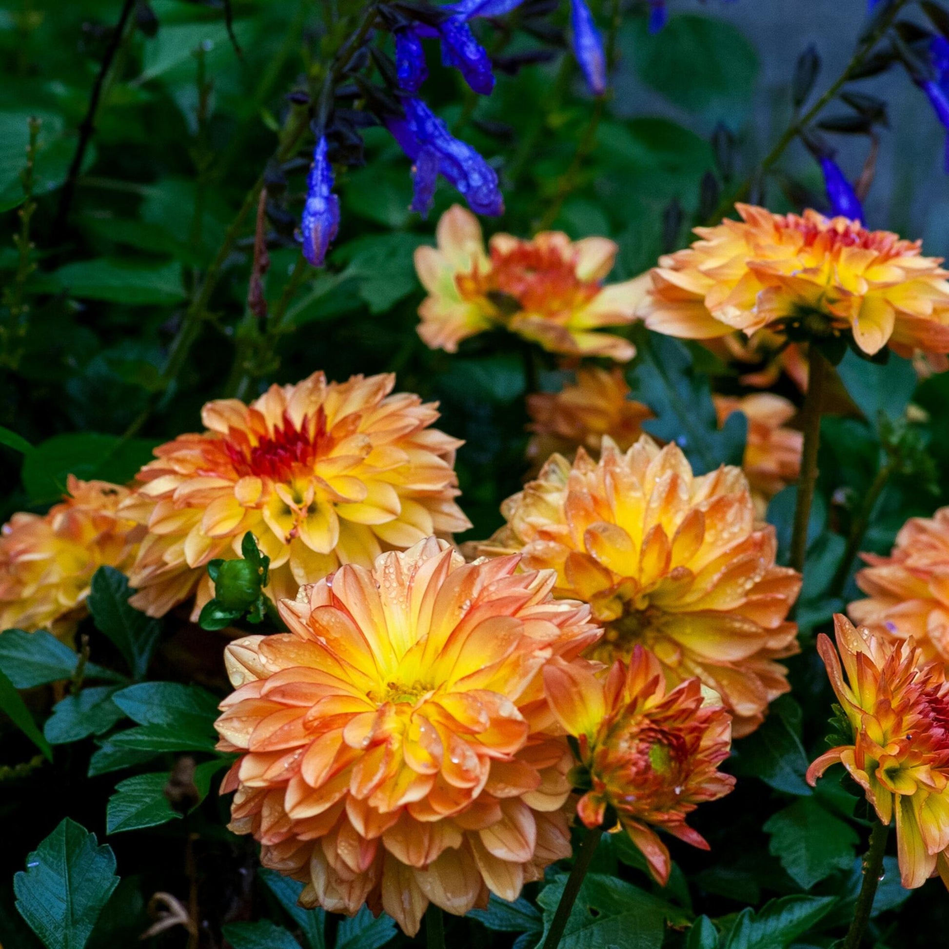 Tubérculos De Dalia - 6 Pzs - Dahlia 'pacific Mix'_1