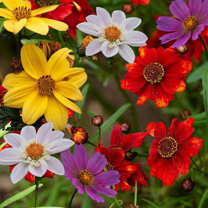 Tubérculos De Dalia - 6 Pzs - Dahlia 'topmix'_1