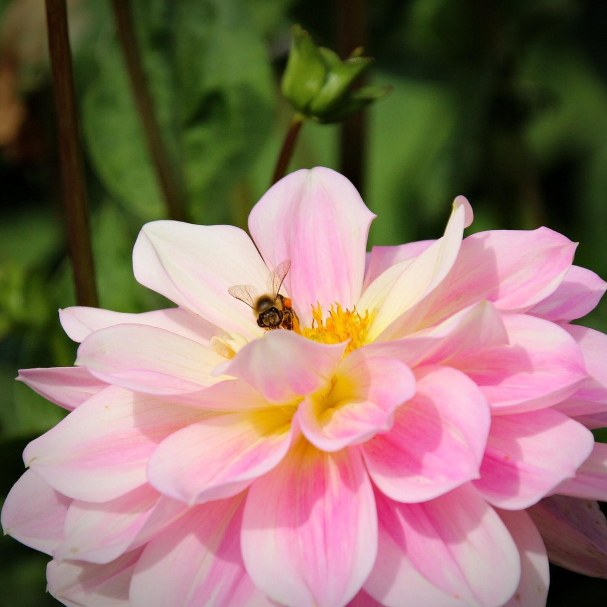 Tubérculos De Dalia - 6 Pzs - Dahlia 'waterlily Mix'_3
