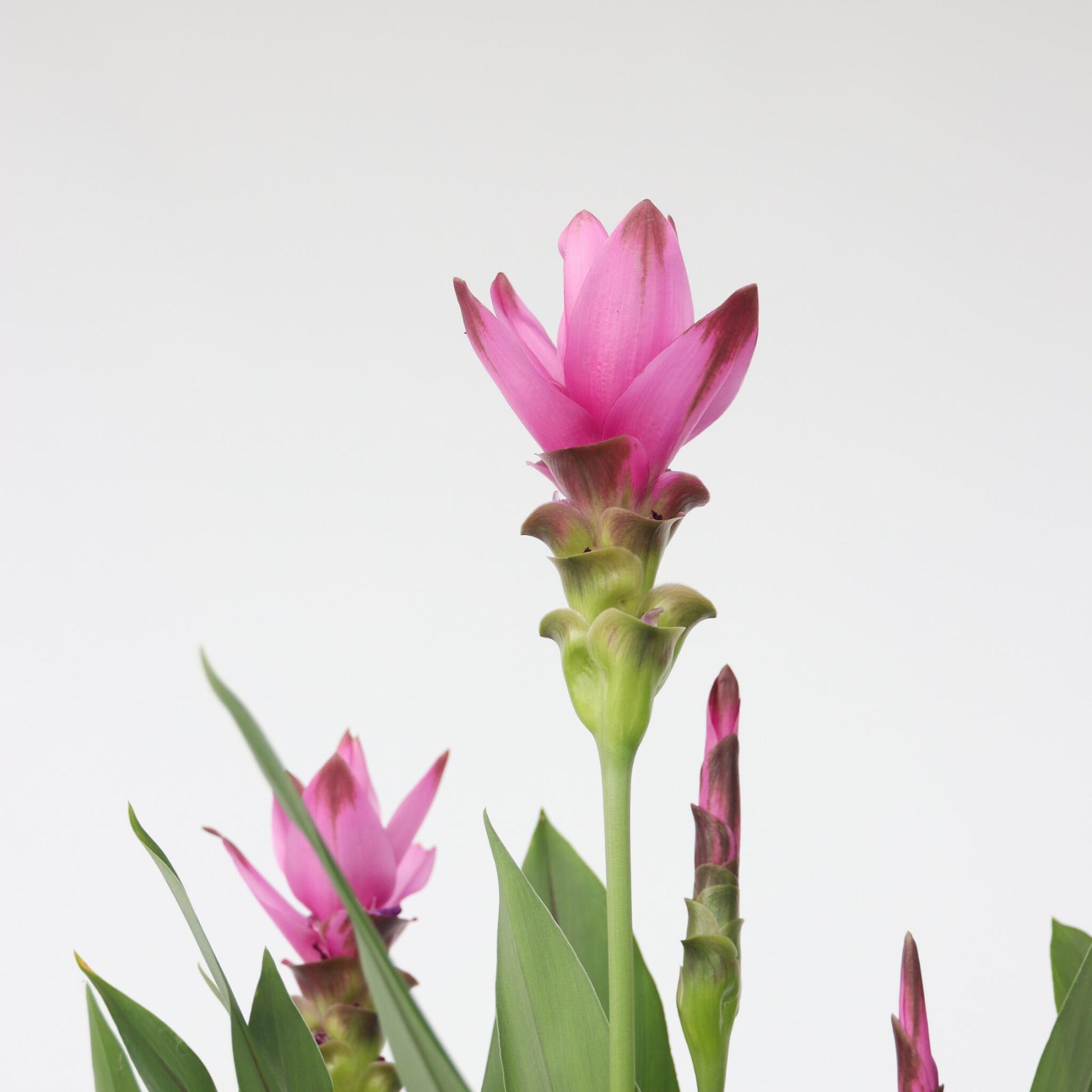 Tulipán De Siam - Curcuma Alismatifolia 'siam Supreme' - Altura 70-90cm - ⌀19cm_3