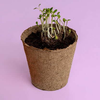 Urban Flowers Naranjas | Kit De Cultivo De Flores Naranjas | Caléndula, Capuchina Y Tagetes_2