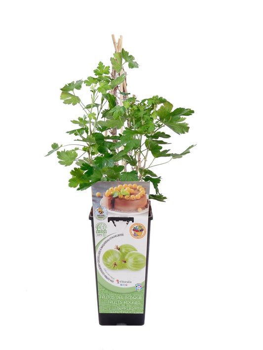 Uva Crispa Blanca En Maceta 2 L. Natural  - Fitoralia_0