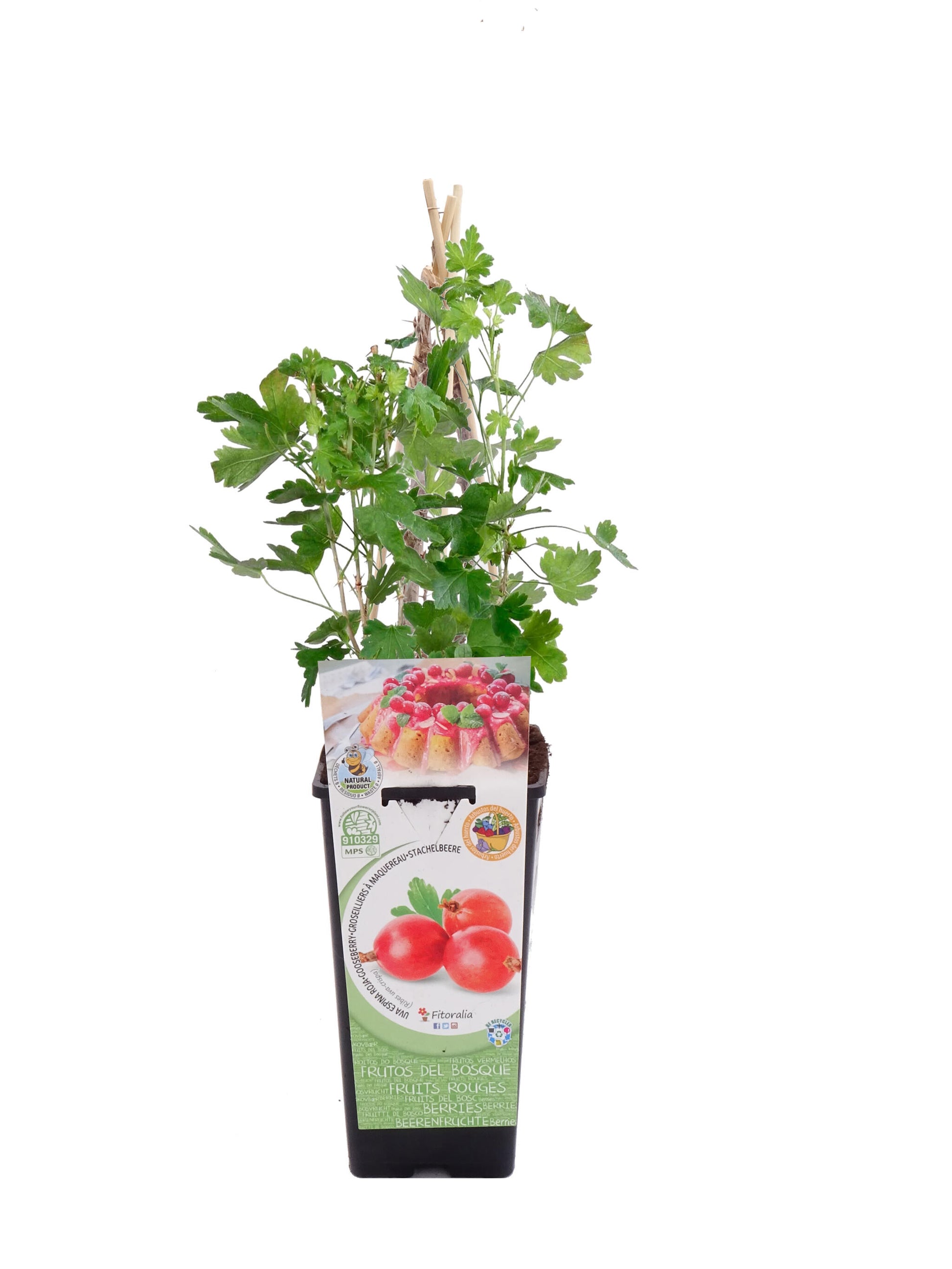 Uva Crispa Roja En Maceta 2 L. Natural - Fitoralia_0