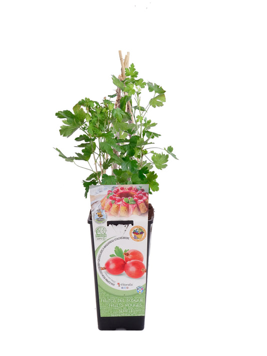 Uva Crispa Roja En Maceta 2 L. Natural - Fitoralia_0