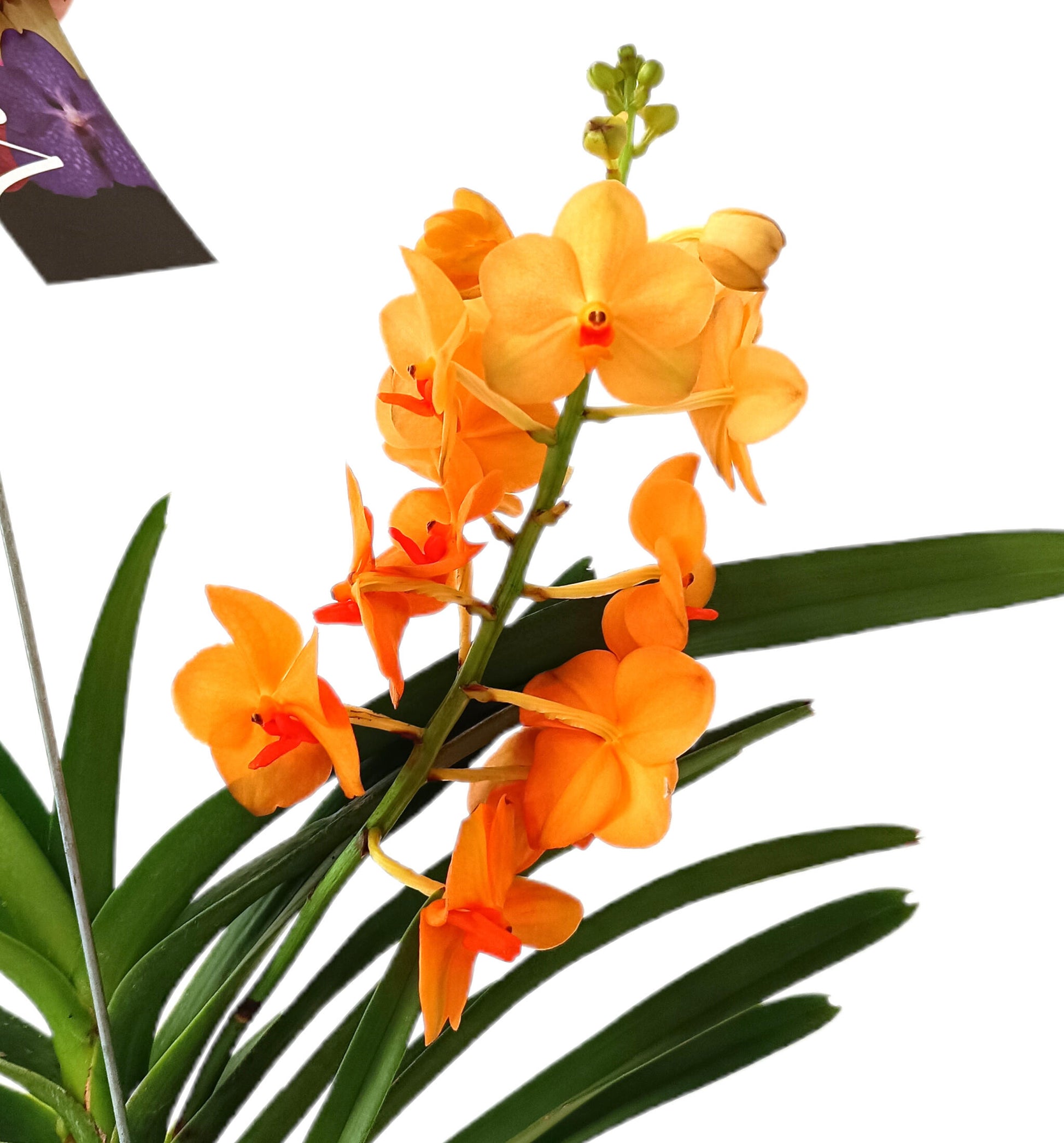 Vanda Princess Orange_1