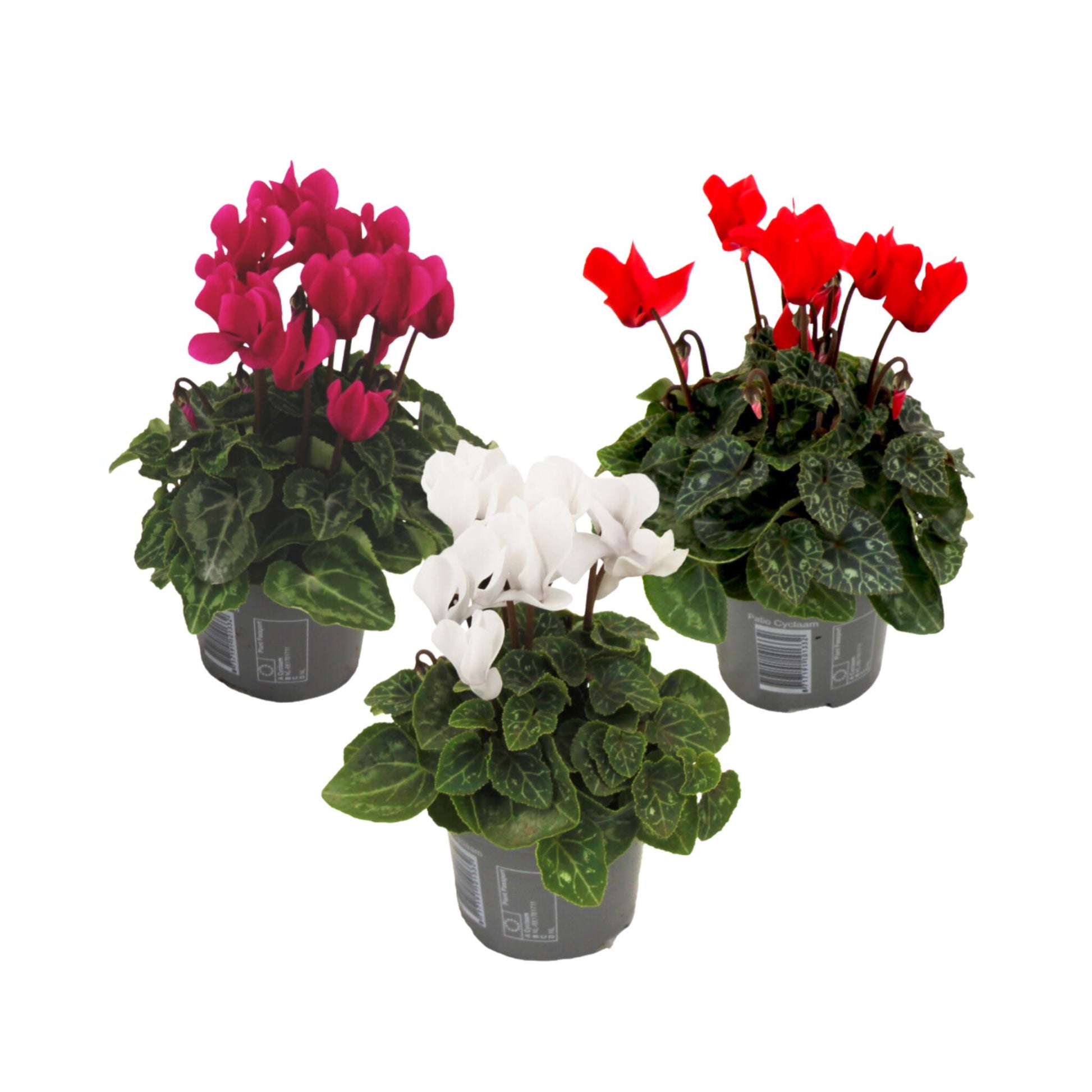 Violeta De Persia - 3 Pzs - Cyclamen Persicum - Altura 10-20cm - ⌀9cm_0