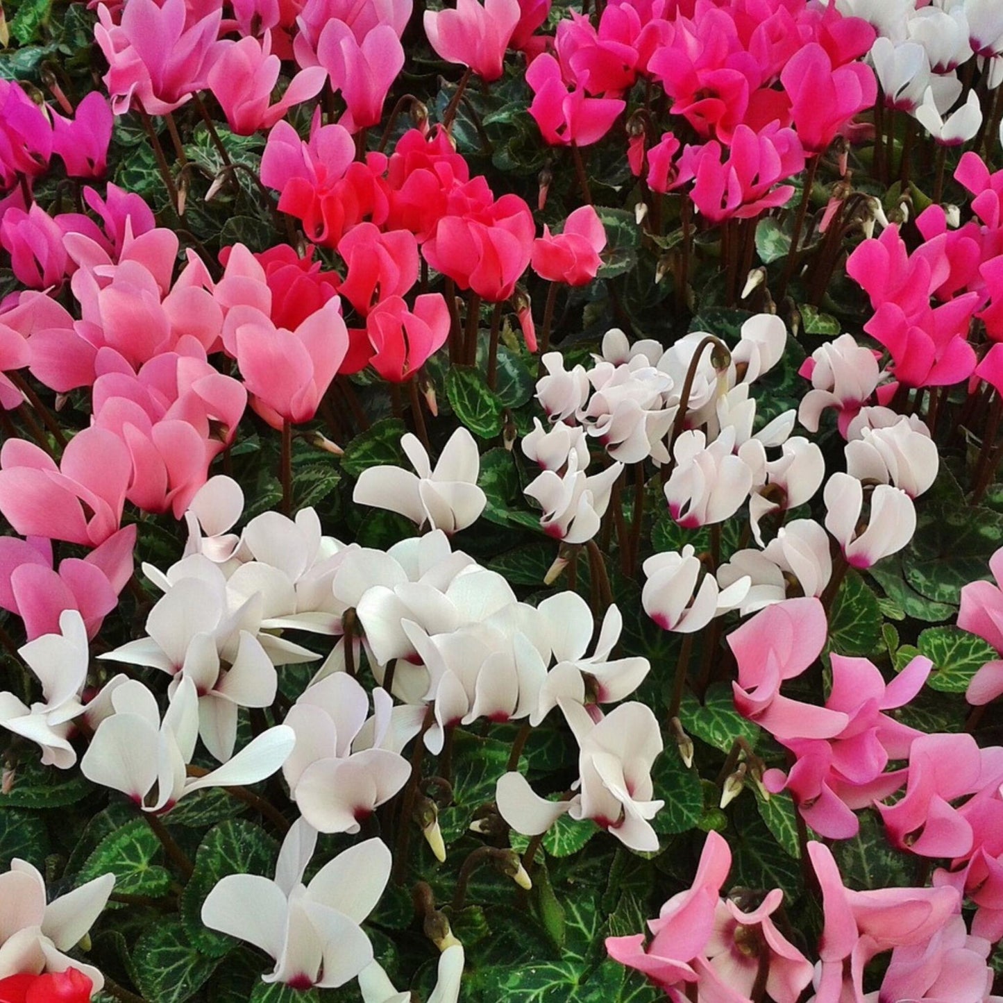 Violeta De Persia - 3 Pzs - Cyclamen Persicum - Altura 10-20cm - ⌀9cm_4
