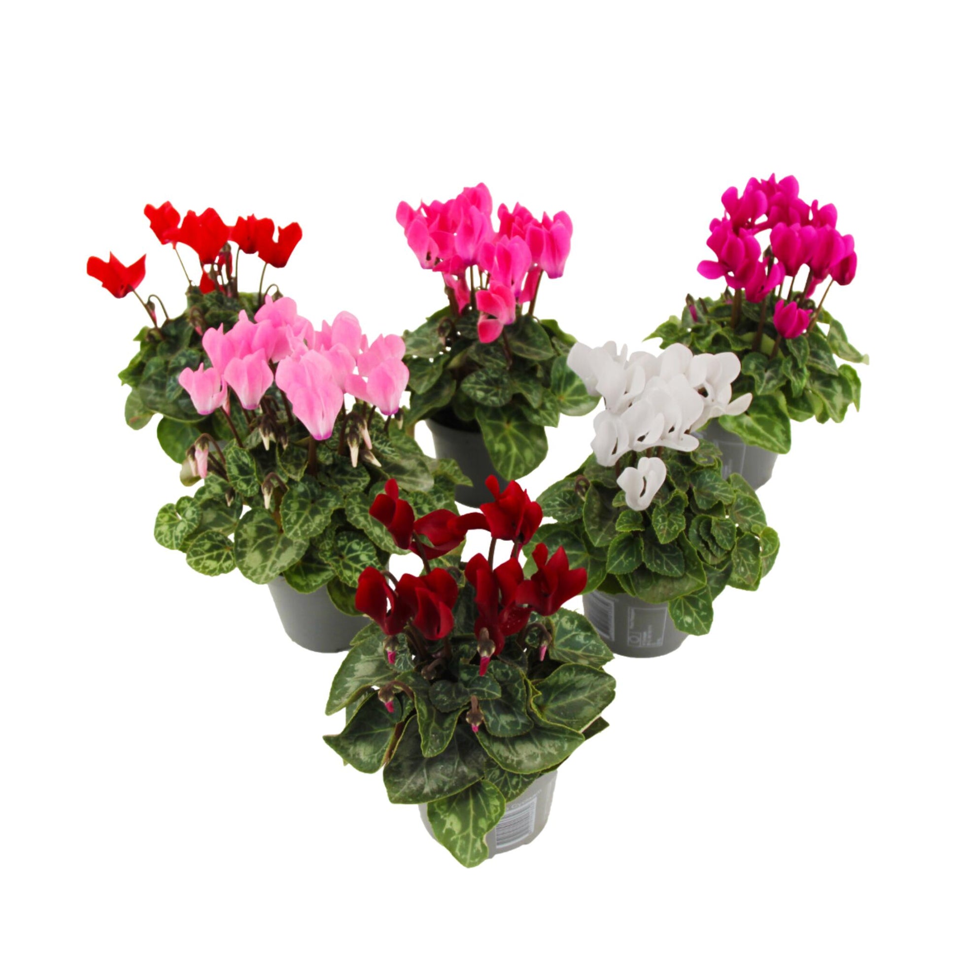 Violeta De Persia - 6 Pzs - Cyclamen Persicum - Altura 10-20cm - ⌀9cm_0