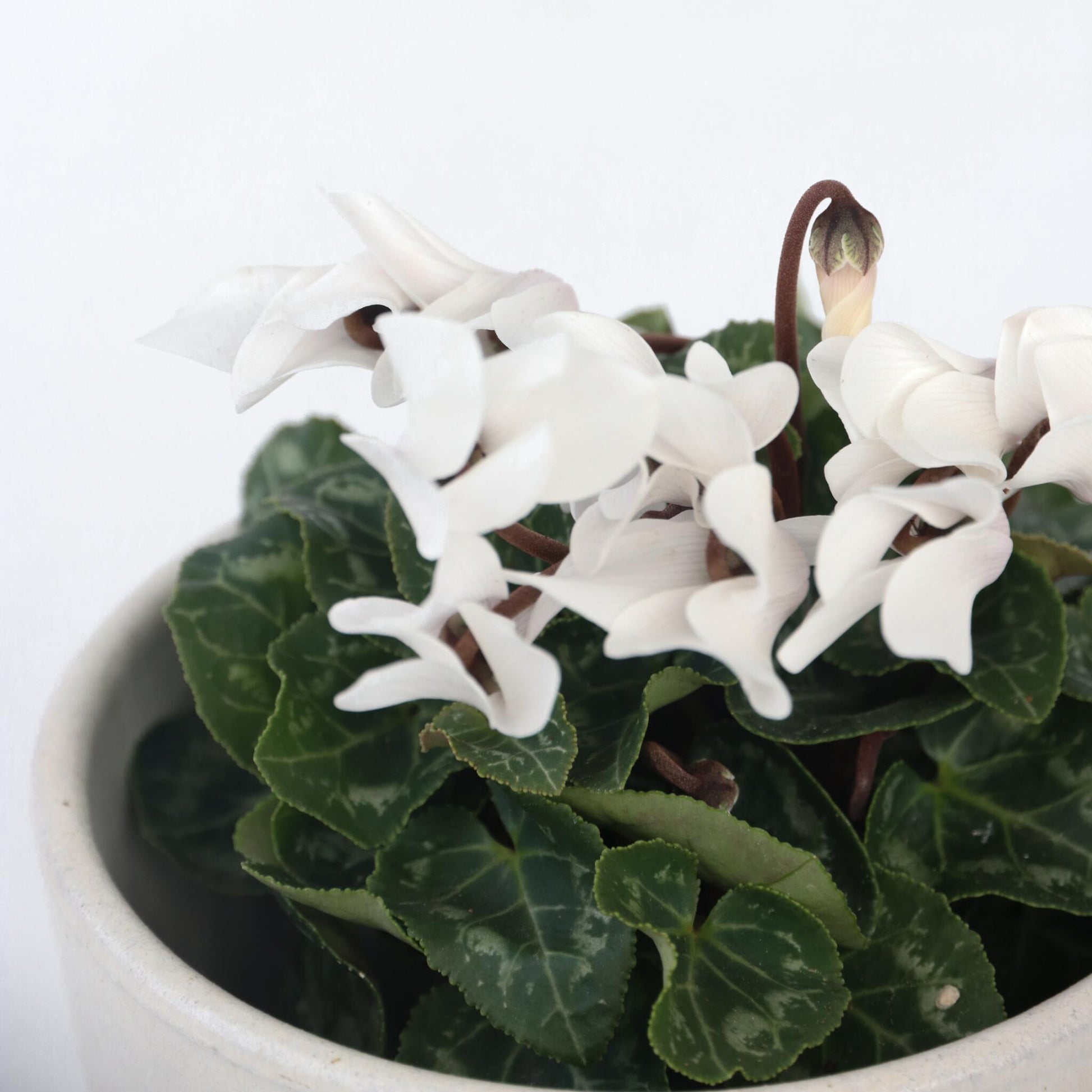 Violeta De Persia - 6 Pzs - Cyclamen Persicum 'metis White' - A10-20cm - ⌀9cm_3
